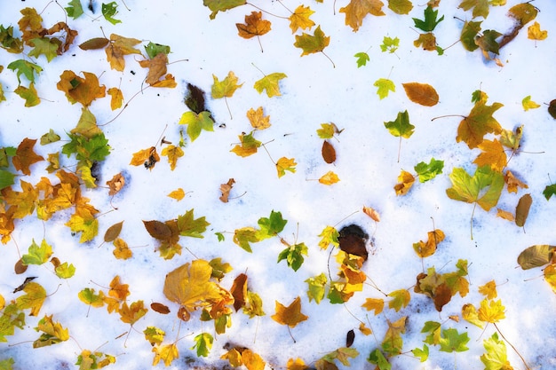 Foto las hojas rojas y amarillas se encuentran en el fondo blanco de nieve plana a principios del invierno