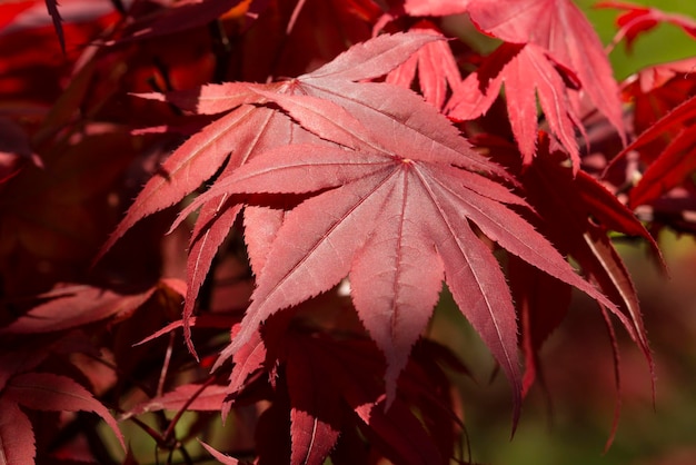 Hojas rojas del árbol de arce japonés