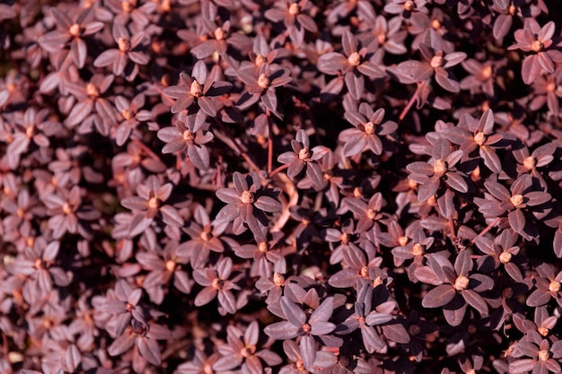 Hojas rojas en un arbusto en el jardín.