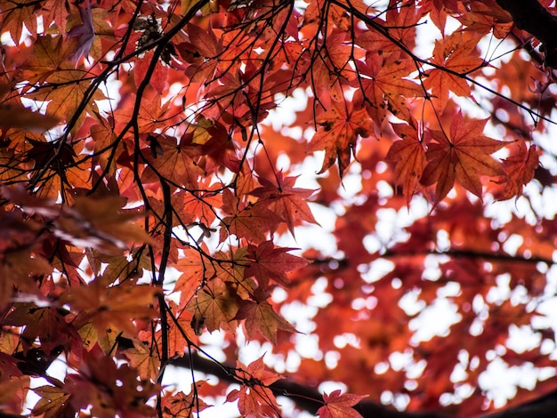Hojas rojas de arce en el árbol de arce en otoño