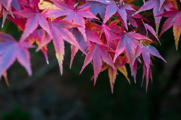 Hojas rojas de arce en Japón