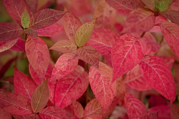 Foto hojas rojas brillantes sobre un fondo verde hermoso fondo de otoño spiraea japonica de cerca