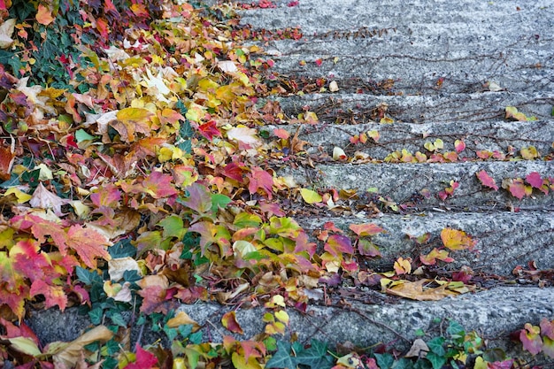 Hojas rojas brillantes de uvas de soltera Escalera con escalones de piedra en el parque de otoño