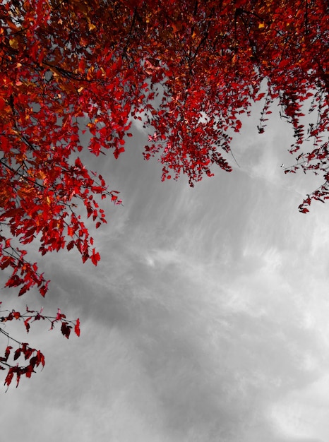 Hojas rojas de un clon en un cielo gris