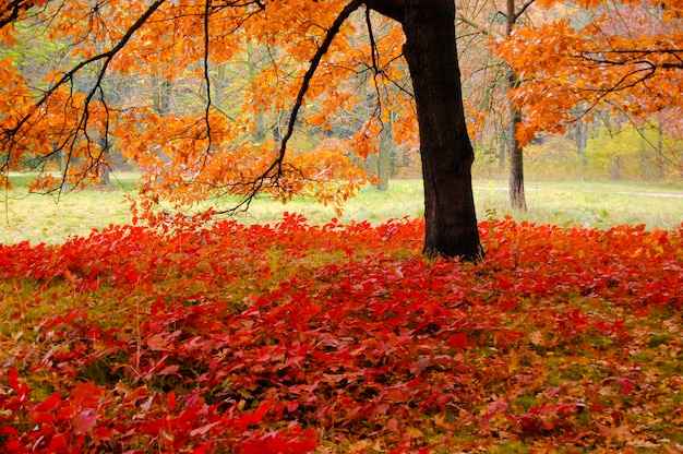 Las hojas rojas crecen bajo el roble en el parque de otoño