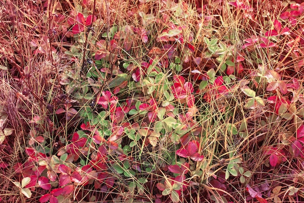 hojas rojas fresa salvaje