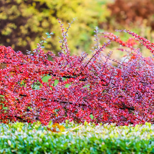 Hojas rojas y frutos en las ramas de un arbusto cotoneaster horizontalis en el jardín colorido de otoño