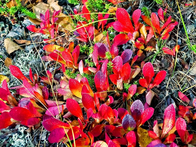 Hojas rojas de hierba en otoño