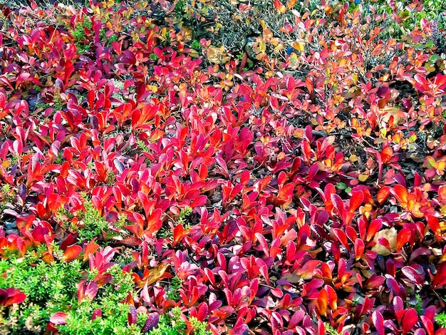 Hojas rojas de hierba en otoño