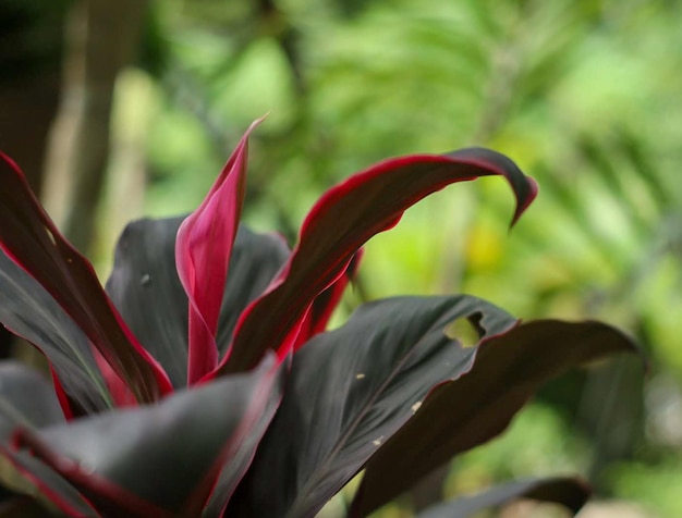 hojas rojas negras que crecen en la planta