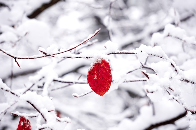 hojas rojas y nieve en invierno