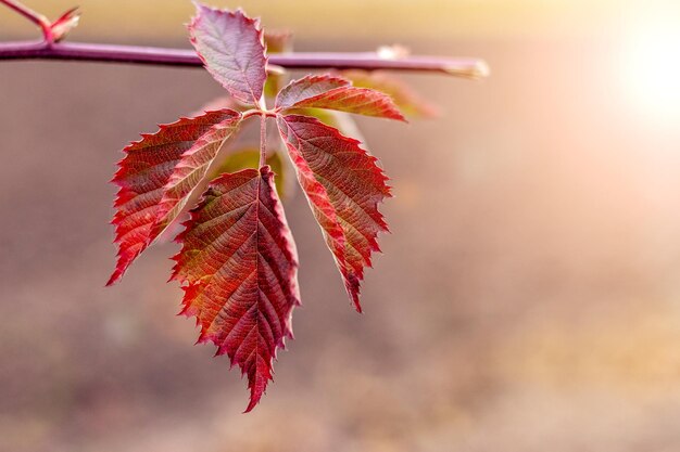 Hojas rojas de otoño en arbustos de mora sobre un fondo borroso Fondo de otoño