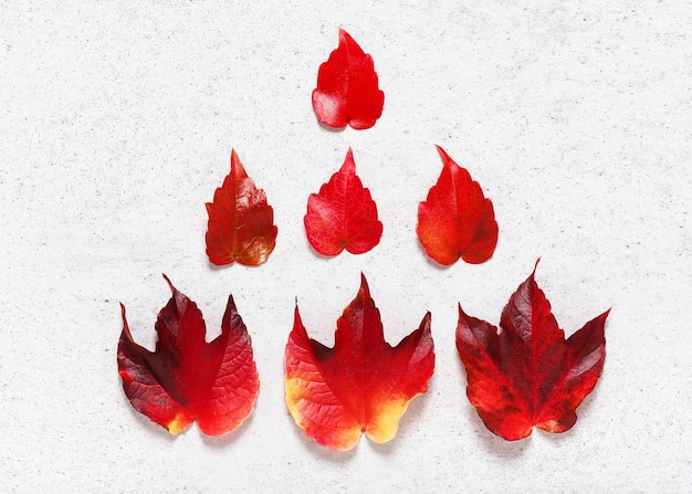 Hojas rojas de otoño de Boston Ivy en el fondo de piedra clara