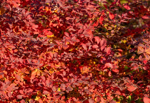 hojas rojas de otoño fondo natural de la berbería