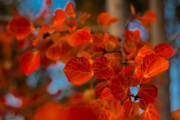 Hojas rojas de otoño en la rama de un árbol