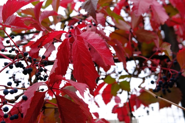 Hojas rojas en otoño de uva silvestre en la fance de metal