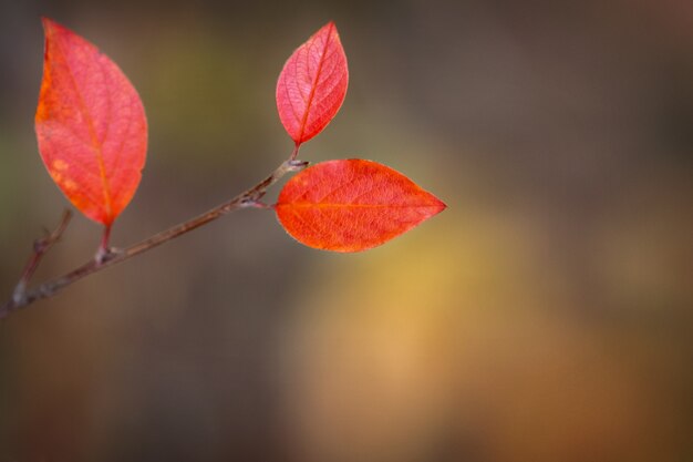 Hojas rojas de otoño