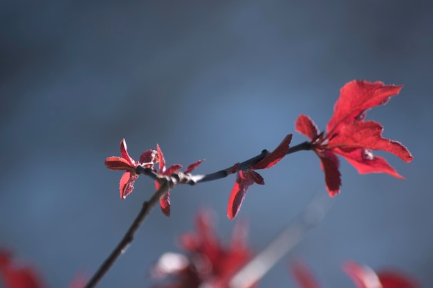 Foto hojas rojas de una planta