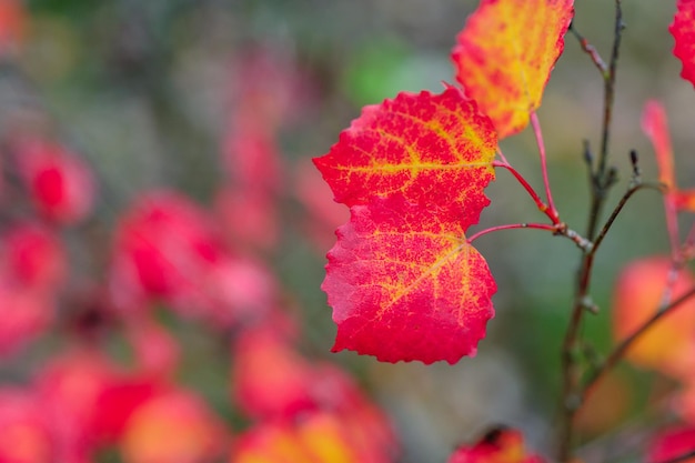 Foto hojas rojas en una rama en el jardín en otoño