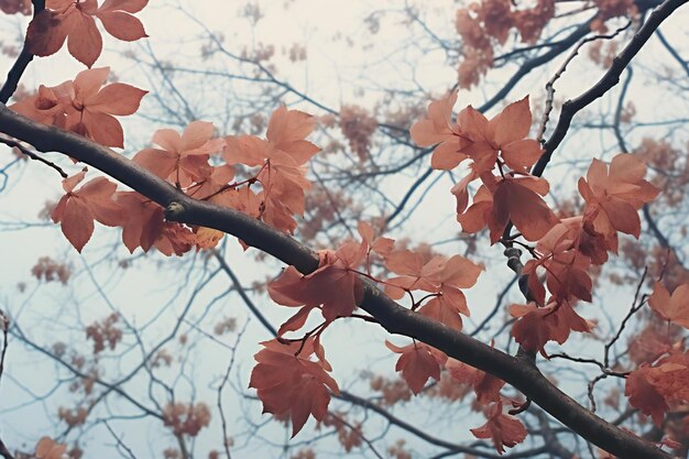 Foto hojas rojas en las ramas de un árbol en la temporada de otoño