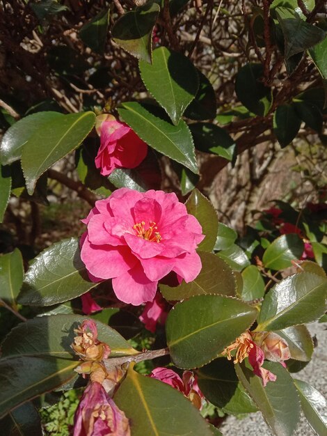 hojas rojas rosas flores de lirio