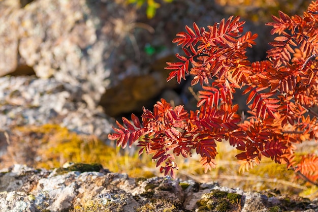 Hojas rojas de serbal en el bosque. Paisaje de otoño