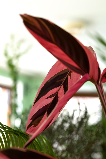 Hojas rojas de stromanta que crecen en el jardín de invierno