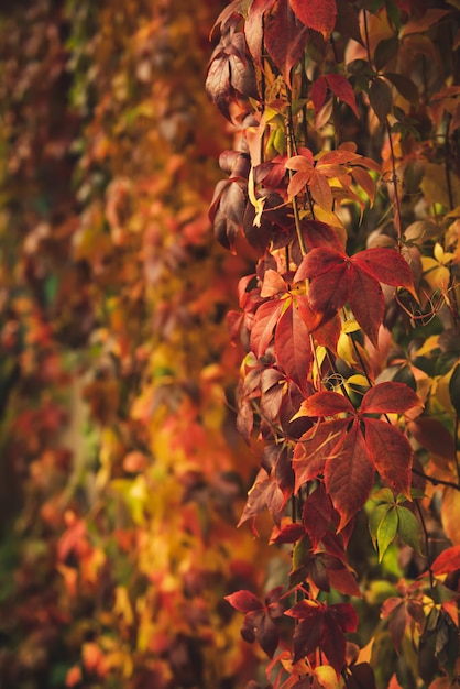 Hojas rojas de uva silvestre, fondo vintage otoño estacional natural