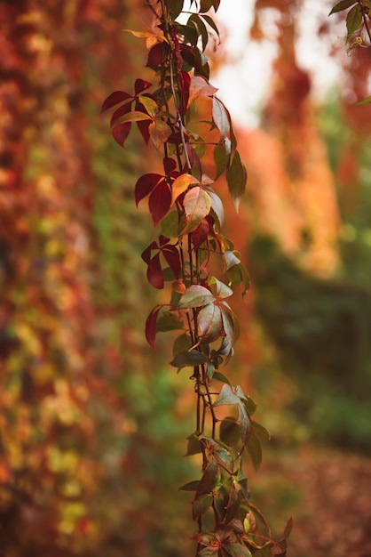 Hojas rojas de uva silvestre