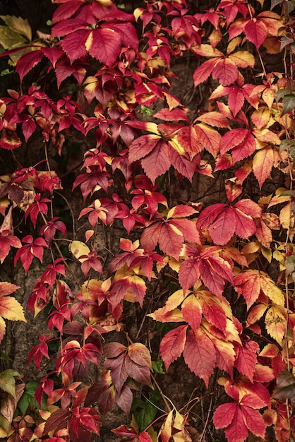 Hojas rojas de uva silvestre