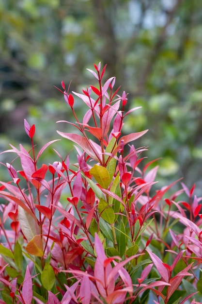 Hojas rojas y verdes decorativas ramas de los árboles