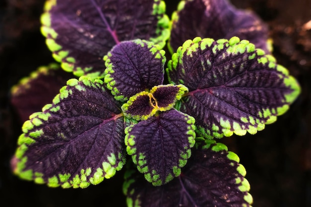 Foto hojas rojas y verdes de la planta de coleo plectranthus scutellarioides