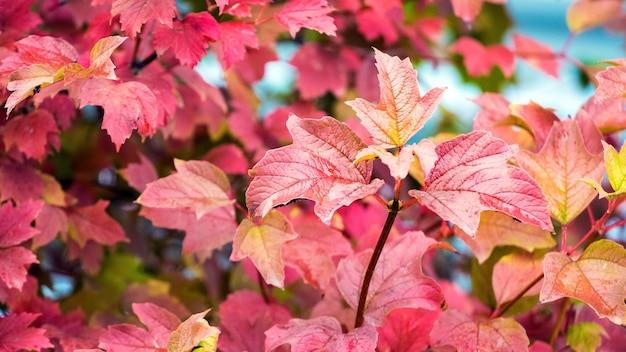 Hojas rojas de viburnum en el monte en otoño