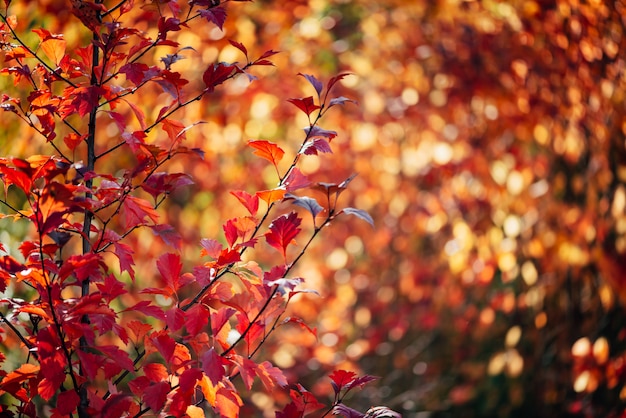 Hojas rojas vívidas del espino en fondo del bokeh del otoño.