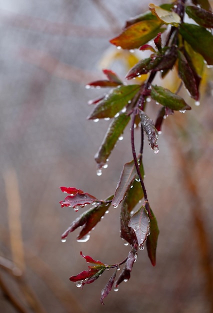 Hojas de rosa cubiertas de hielo. Deterioro de las condiciones meteorológicas. las primeras heladas de otoño.