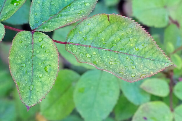 Foto hojas de rosa con gotas de agua en el jardín