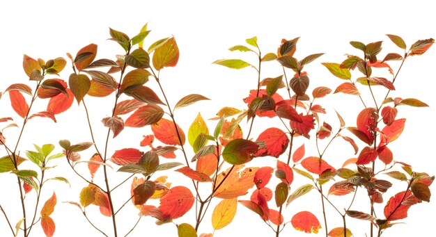 Hojas rosadas de arbusto Euonymus en rama en otoño aislado sobre fondo blanco.