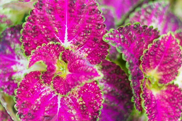 Hojas rosadas y verdes de la planta de coleo (enfoque suave)