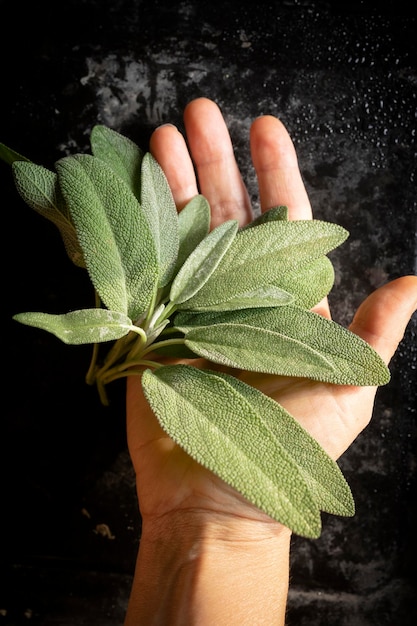 Hojas de salvia fresca. Hojas de salvia verdes y húmedas recién recogidas del jardín de la casa.