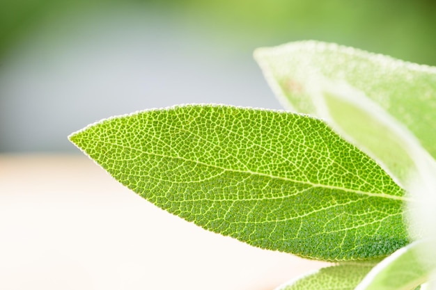 Hojas de salvia officinalis hierba culinaria de salvia común