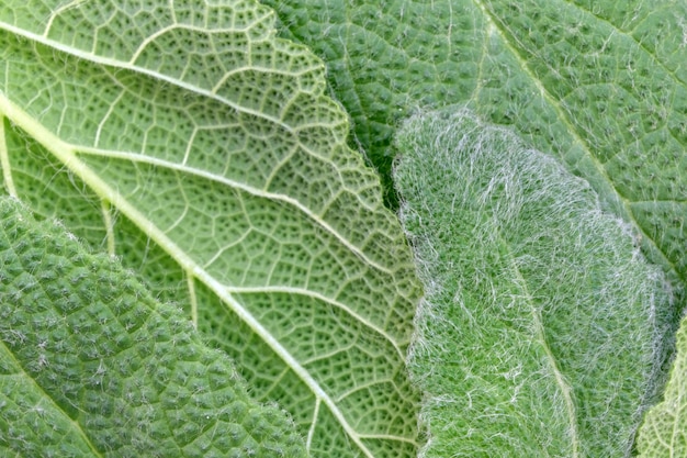 Hojas de salvia picante.