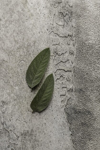 hojas de salvia sobre un fondo gris