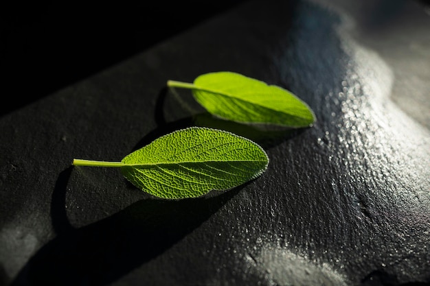 Hojas de salvia verde fresca recién regadas Hojas de salvia aromáticas con fondo oscuro