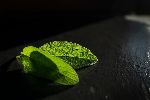 Hojas de salvia verde fresca recién regadas Hojas de salvia aromáticas con fondo oscuro