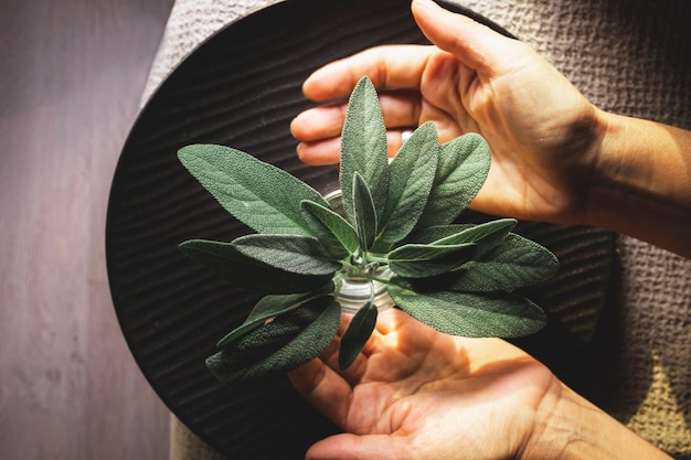 Hojas de salvia verde recién recogidas del jardín de la casa.