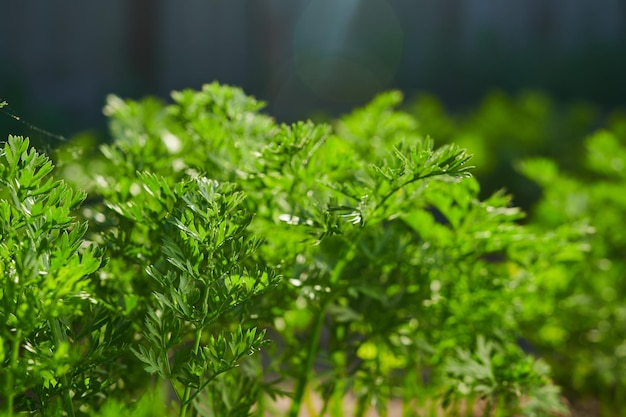 Hojas de Sarrot en un huerto en horticultura