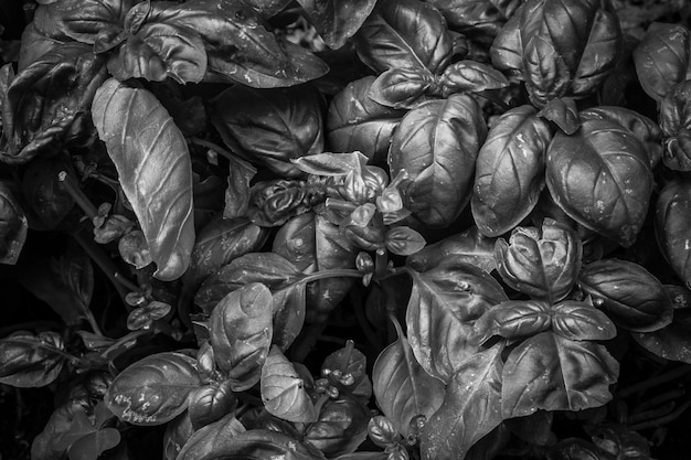 Foto hojas secas de albahaca en blanco y negro