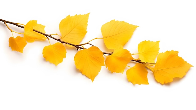 Hojas secas amarillas de otoño, abedul aislado sobre un fondo blanco.