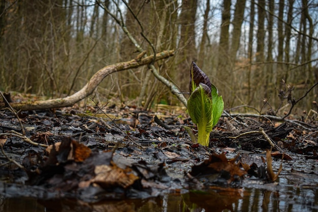 Foto hojas secas en árboles por lagos en el bosque