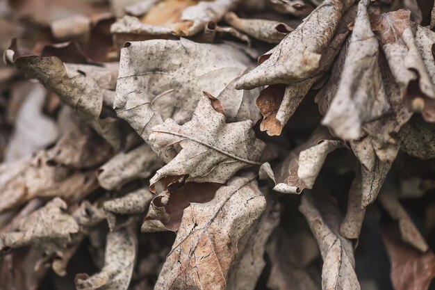 Hojas secas de árboles de otoño en el suelo en el parque de otoño